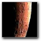 [Klikni pre z�skanie obr�zku v plnom rozl�en�]